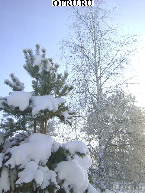 зимняя природа